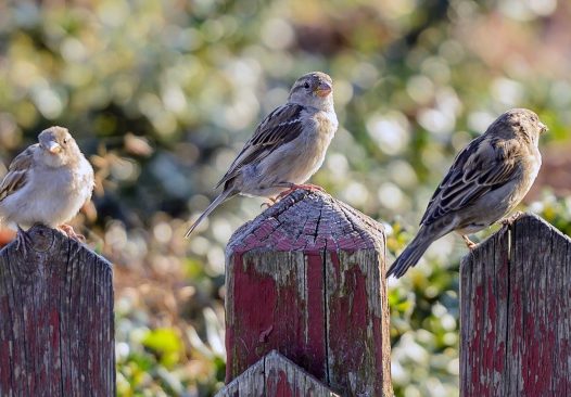 栅栏上麻雀图片