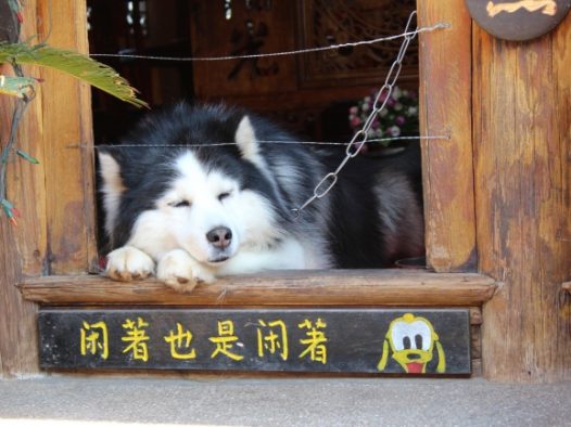 哈士奇搞笑图片
