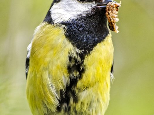觅食的蓝山雀图片