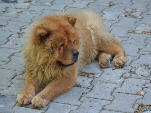 宠物狗松狮犬图片