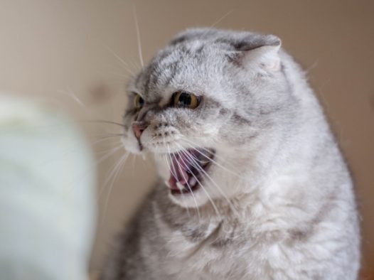 张大嘴巴的猫图片