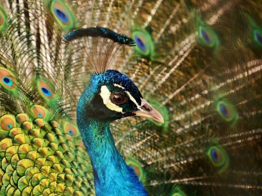孔雀开屏局部特写摄影图片