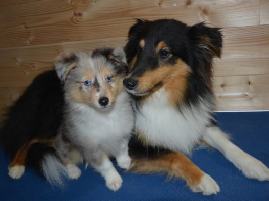 两只牧羊犬图片