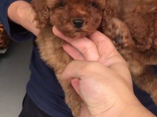 小泰迪,乖不乖自己。宝贝在我们心里永远是个孩子
