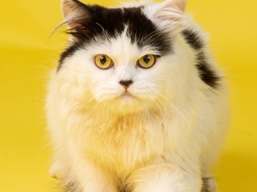 高清可爱肥猫图片