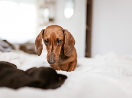 纯色短毛腊肠犬图片