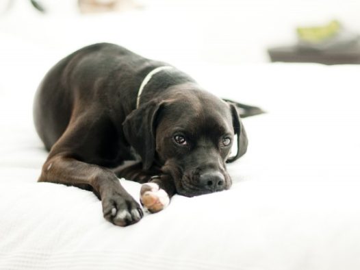 黑色宠物狗狗图片