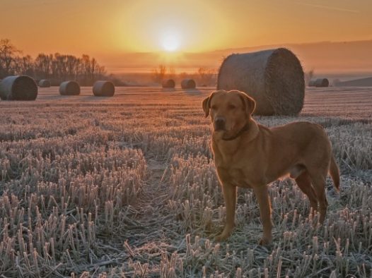 冬季黄昏麦田狗狗图片