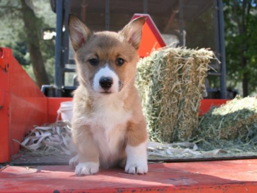 可爱柯基犬图片