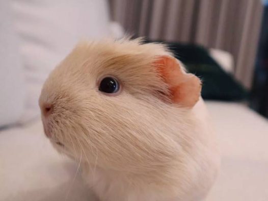 荷兰猪感冒了：荷兰猪打喷嚏最常见的就是荷兰猪感冒了，感冒导致不停的打喷嚏。感冒的荷兰猪，一般喂点板蓝根或者感冒冲剂就好