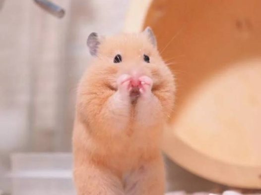 养过金丝熊，感觉它们脾气好，手感好，没有一线、三线或银狐之类的小型仓鼠那么闹，而且鼻子粉粉嫩嫩的特别呆萌