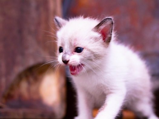 可爱小猫崽图片