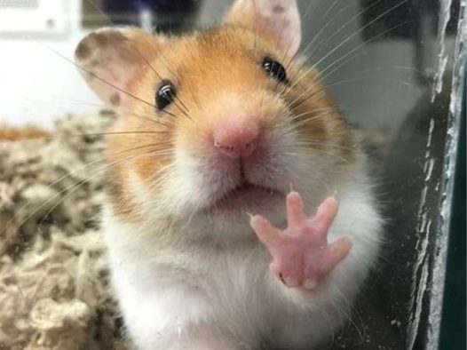 明明是金丝熊好吧