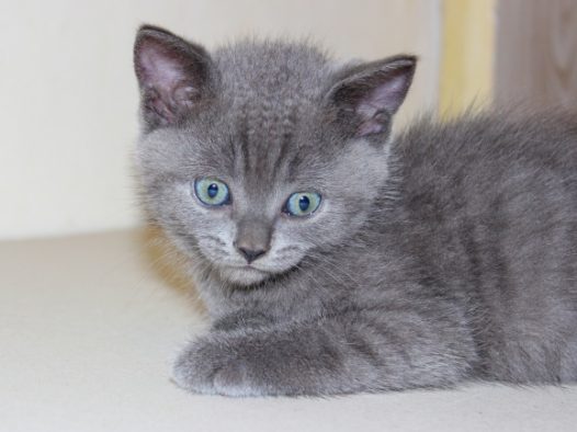 灰色小猫咪呆萌图片