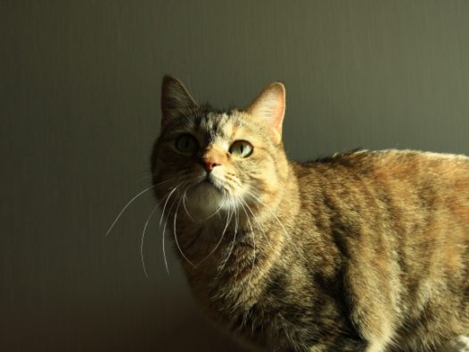 呆萌家养小猫图片