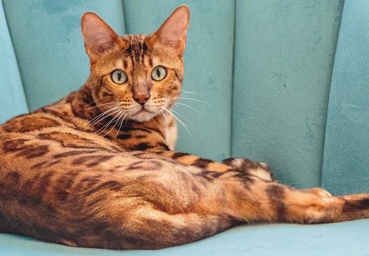 可爱宠物狸花猫图片