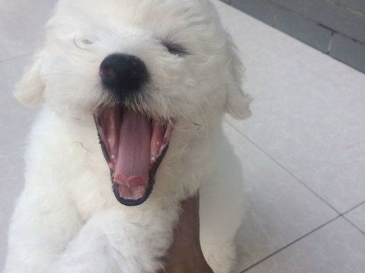 自家的比熊宝宝一只弟弟，可爱