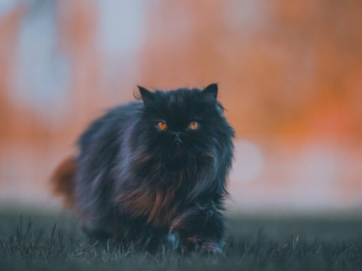 黑色波斯猫图片