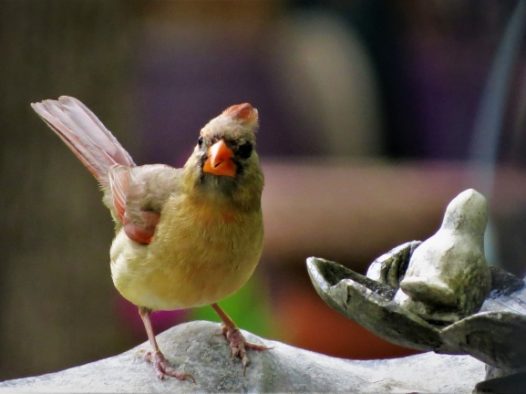 野生多彩鸟图片