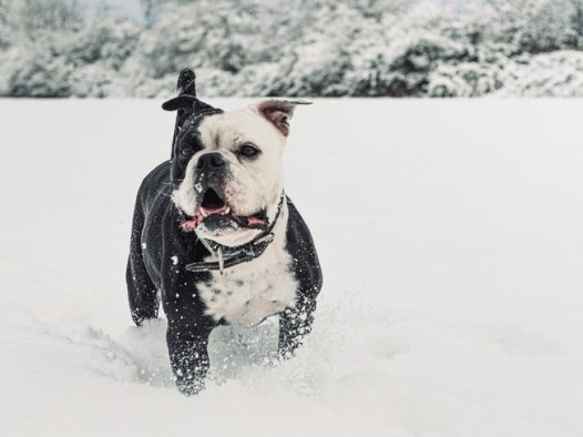 冬季雪地可爱大陆斗牛犬图片