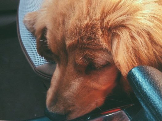 带出去玩，一点不兴奋吗？给我睡大觉！