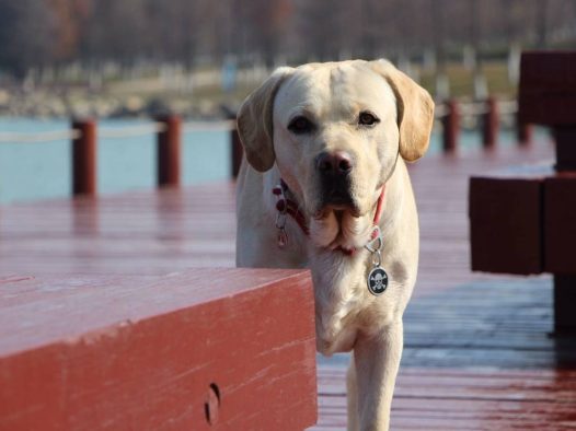 (拉布拉多)阳光明媚 春天来了