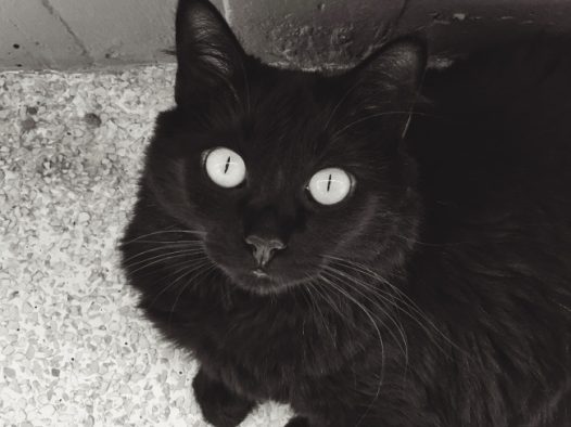 黑色宠物猫仰望图片