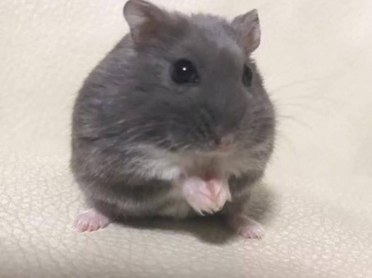 看起来很乖的小仓鼠，吃饭时竟然是这样的