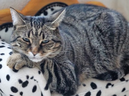 可爱宠物猫肖像图片