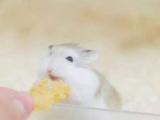 吃东西也要卖个萌，颜即正义