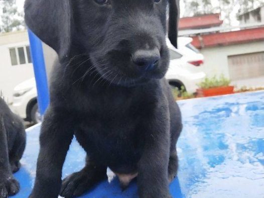 黑帅哥拉布拉多