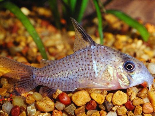 白豹鼠鱼也是比较容易饲养的，并且因为他们独特的美深受鱼友们的欢迎