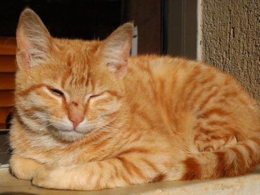 睡着的宠物猫图片