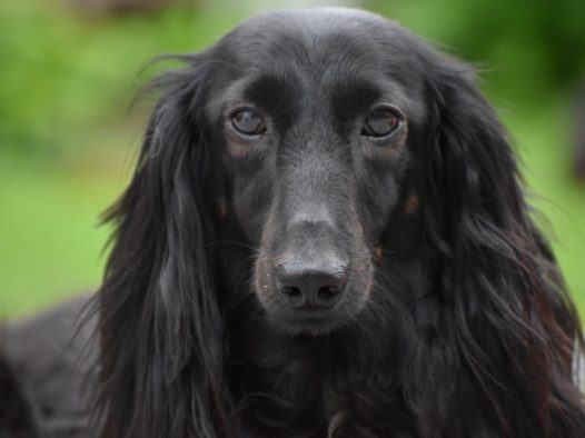 黑色腊肠犬狗图片