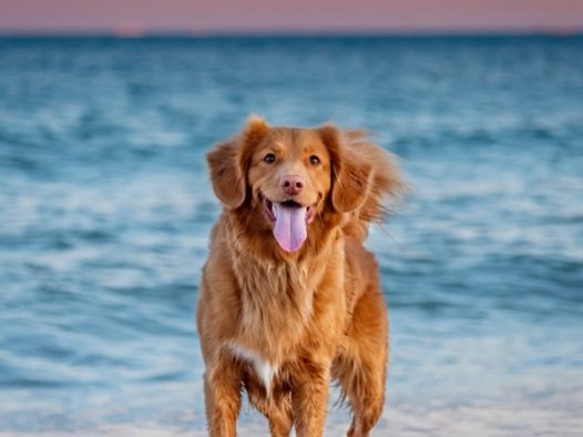 金毛犬海边唯美图片