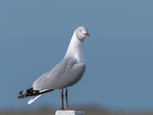 凝视远方的三趾鸥摄影图片