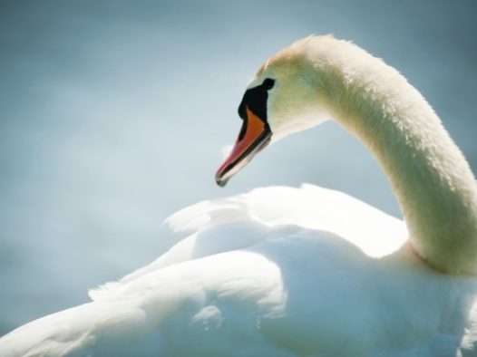 美丽白天鹅图片