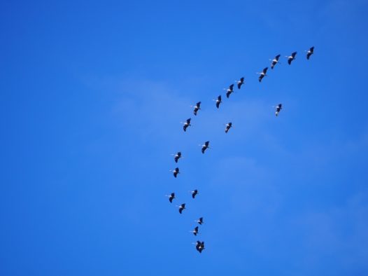 蓝色天空迁徙的候鸟图片