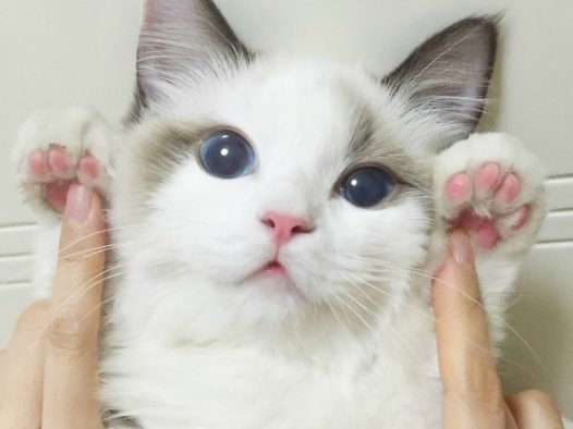 你看的小手哈哈