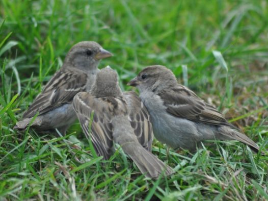三只小麻雀图片