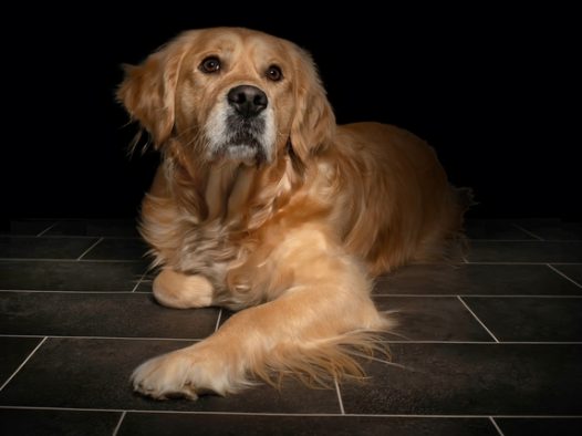 年迈的金毛猎犬图片