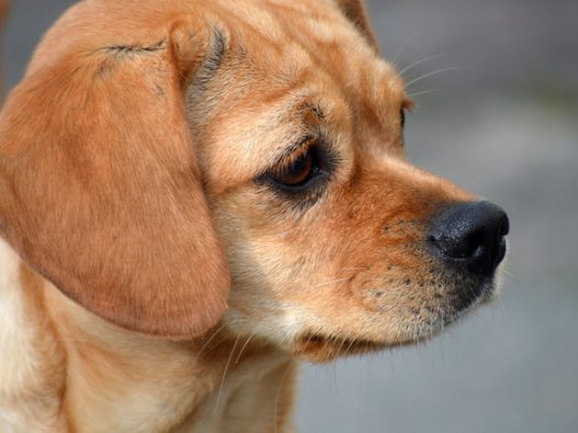 拉布拉多头部特写摄影图片