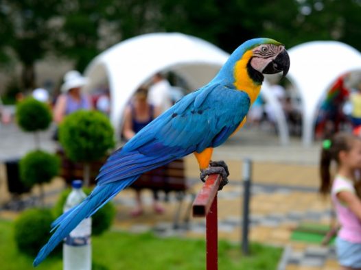 金刚鹦鹉高清图片