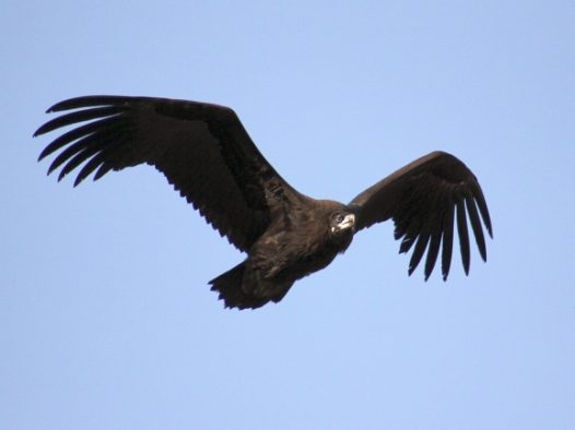 天空雄鹰展翅高飞图片