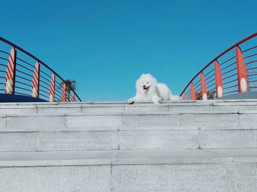 (萨摩耶)主要是赞美蓝天至于狗你们喜欢就好