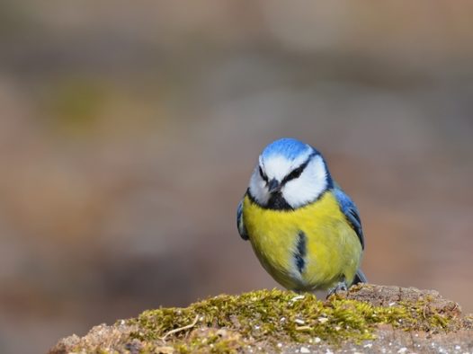 野生黄腹蓝冠山雀摄影图片