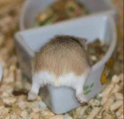 仓鼠撅起小屁屁,屁股又萌又好看