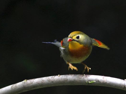相思鸟、姿态优美