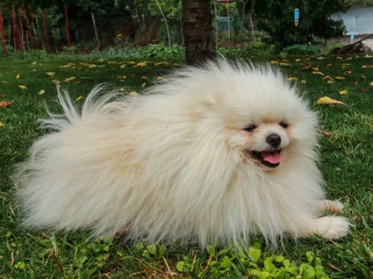 可爱白色博美犬图片