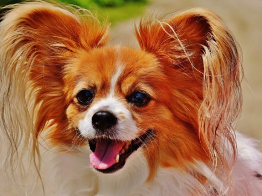 蝴蝶犬图片